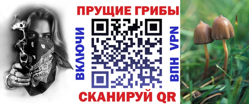 Галлюциногенные грибы Psilocybe  купить   Янаул 